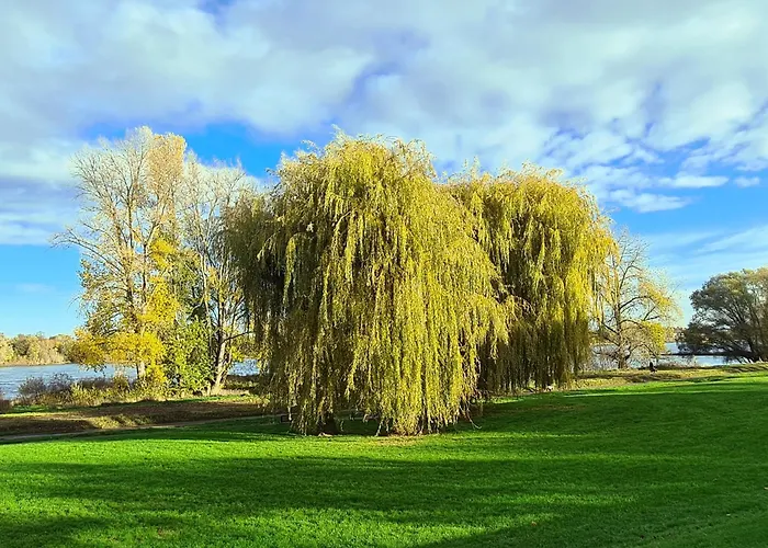 酒店 莱茵布里克别墅酒店 4*